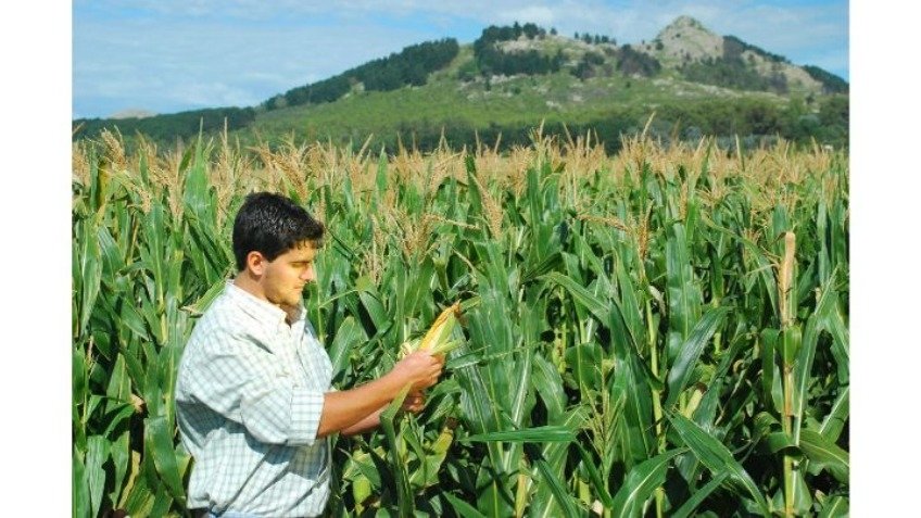 El cereal se transforma en kilogramos de carne. Se destinan 8000 toneladas de maíz a la alimentación porcina.